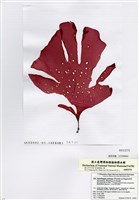 藏品(孔紅皮藻)的圖片